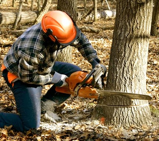Tree Removal in Salisbury, VT